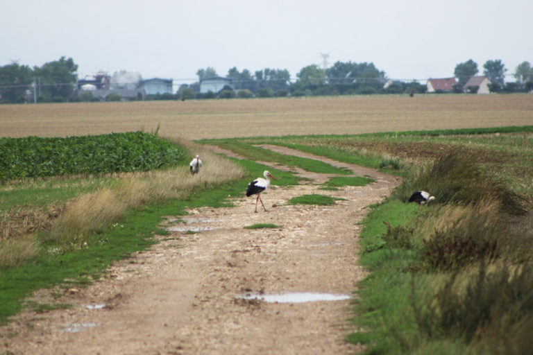Cigognes de passage à Tivernon