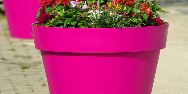 pot de fleurs